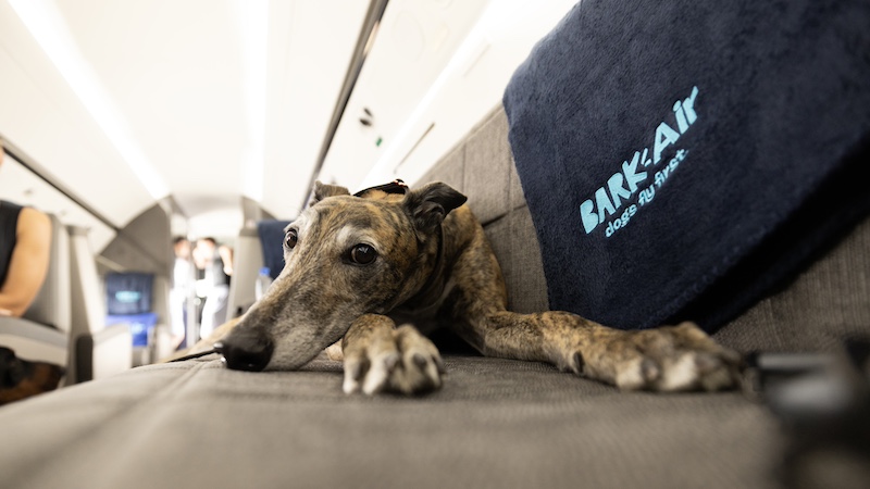 A dog lounges on a seat aboard a Bark Air plane.