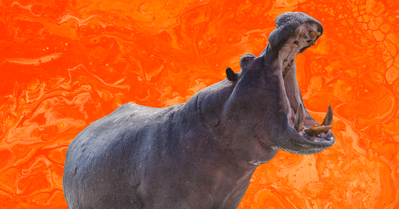 A yawning hippo against an orange background.