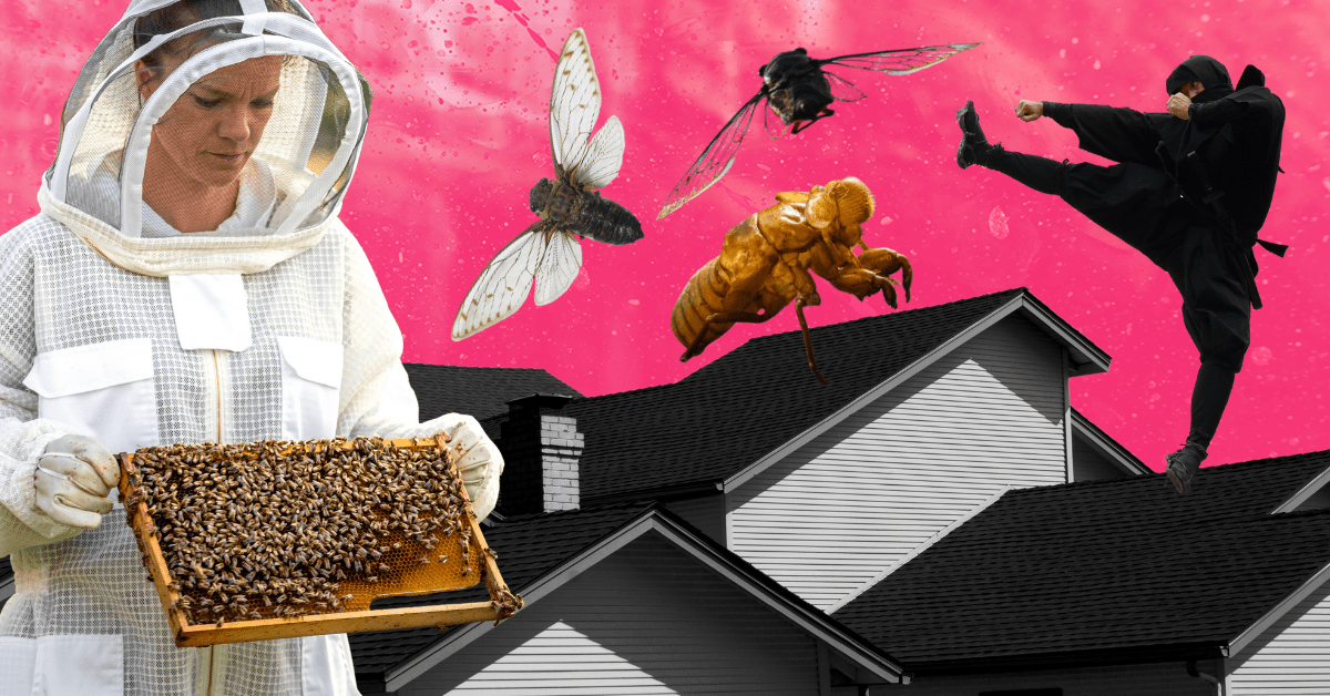 A collage of images: A beekeeper in a white suit moving a hive, three cicadas, and a kicking ninja on a rooftop.